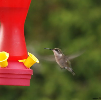 colibri a gorge rubis