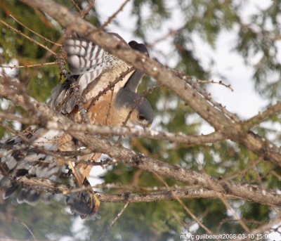 oiseau_de_proie