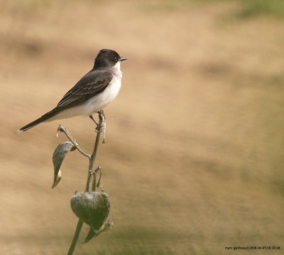 tyran_tritri_et_huppe_moucherol