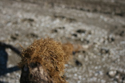 January at the beach 097.jpg