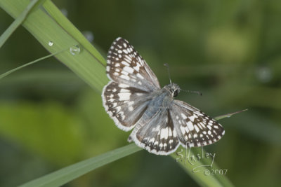 Butterflies, moths and caterpillars