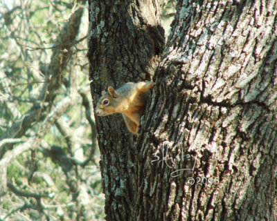 Eastern Fox Squirrel    021