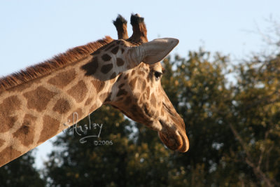 (Giraffa camelopardalis)