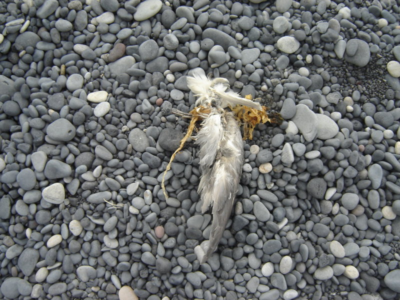 DSC08526.JPG