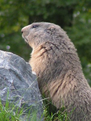 Marmotte guettant  Estaragne-Nouvielle