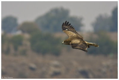 Short Toed Eagle