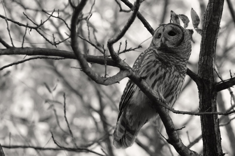 owl for halloween