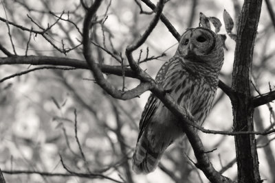 owl for halloween