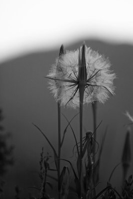 in Teton shadow