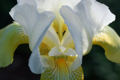 views_of_an_iris