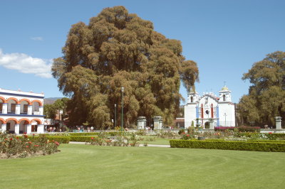 BIG TREE