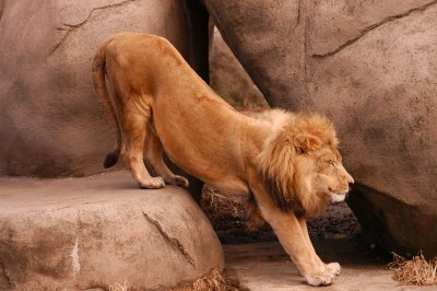 Extended Lion