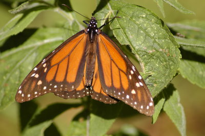 DSC_0114.JPG