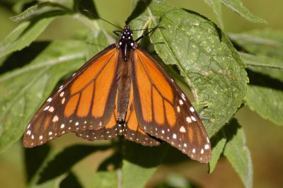 DSC_0115.JPG