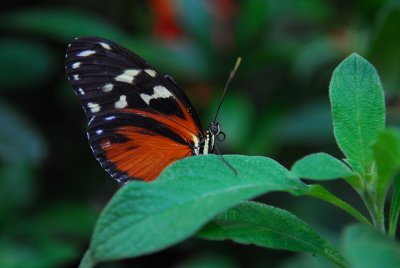 DSC_0810.JPG