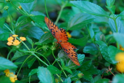 DSC_0820.JPG