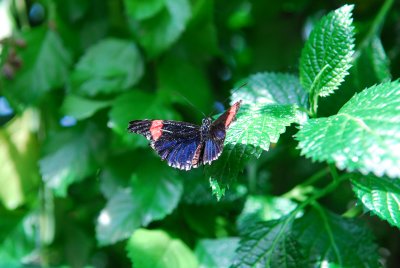 DSC_0823.JPG