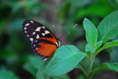 DSC_0831.JPG