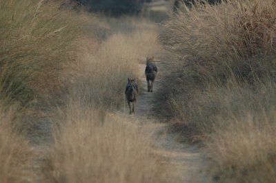 india_2007
