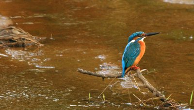 India 081 - Crop 5.jpg