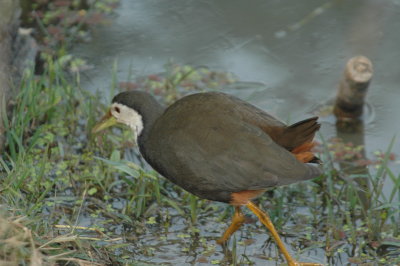 india_2007