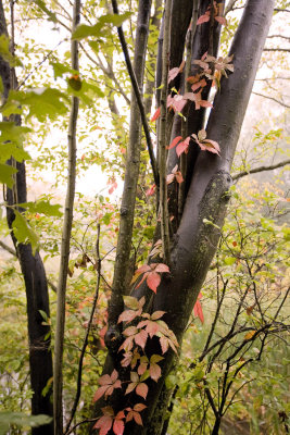 Fall Vine