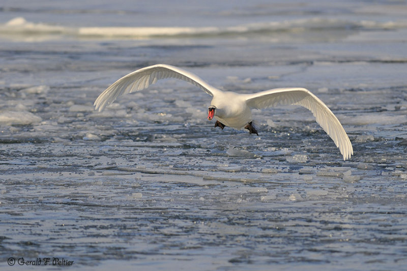  Mute Swan 12