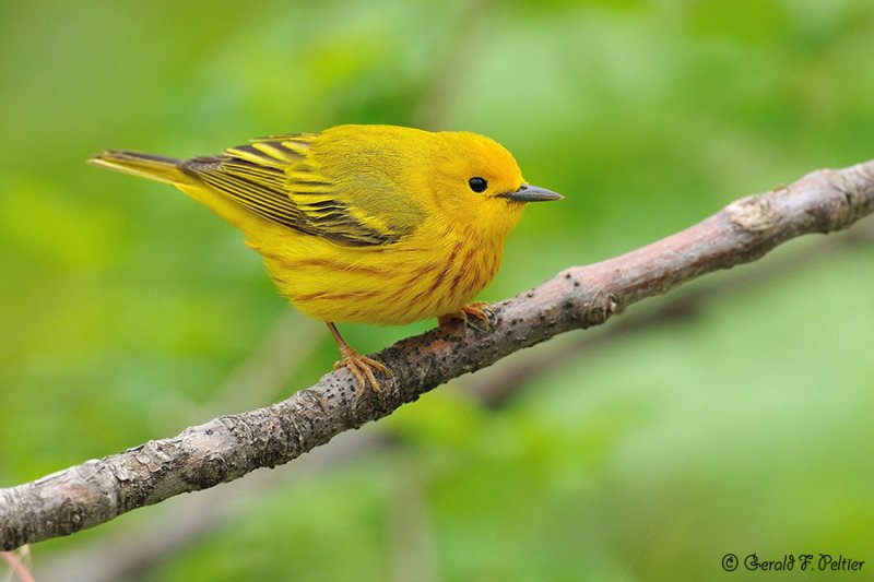  Yellow Warbler 1 