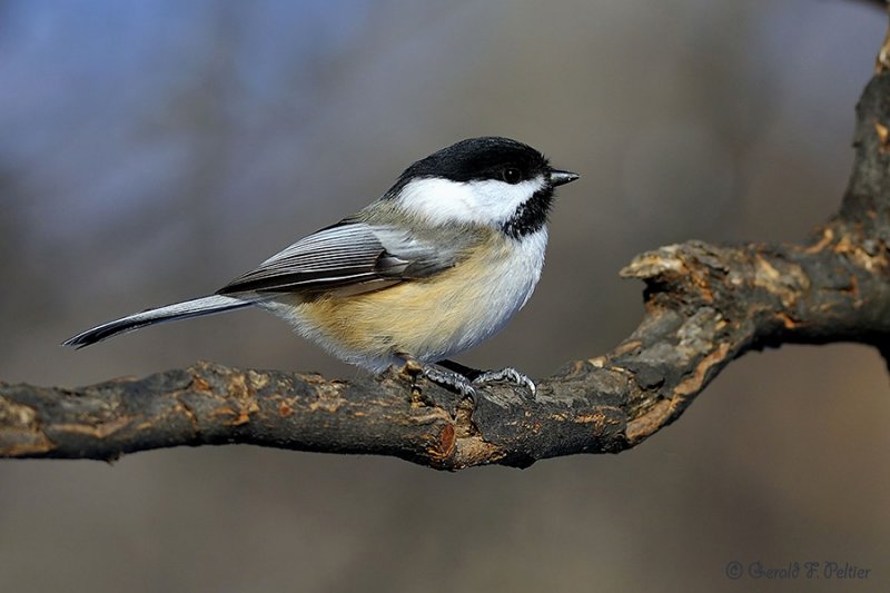  Black-capped Chickadee 1