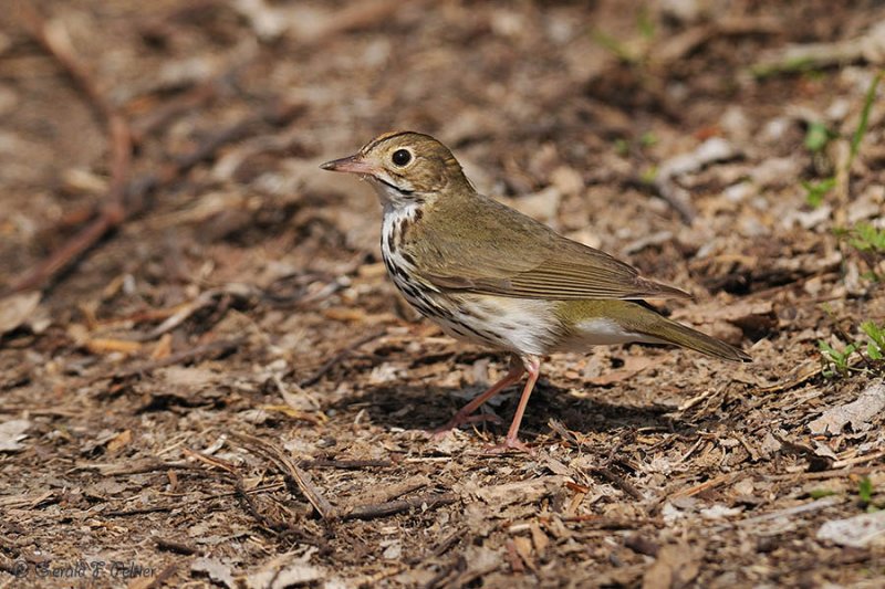 Ovenbird 1