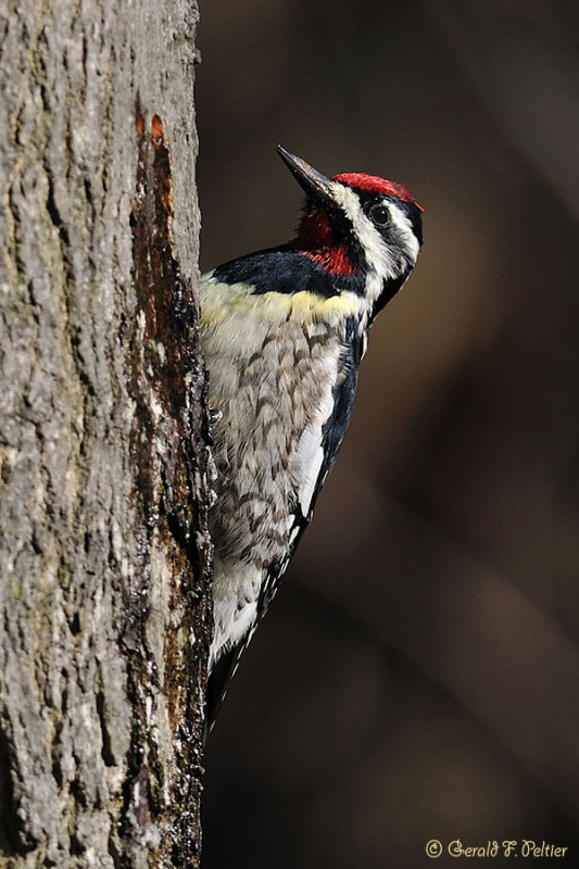  Yellow-bellied  Sapsucker 1