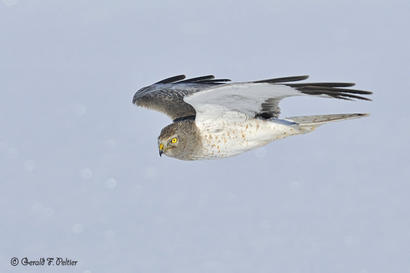  Northern Harrier 8