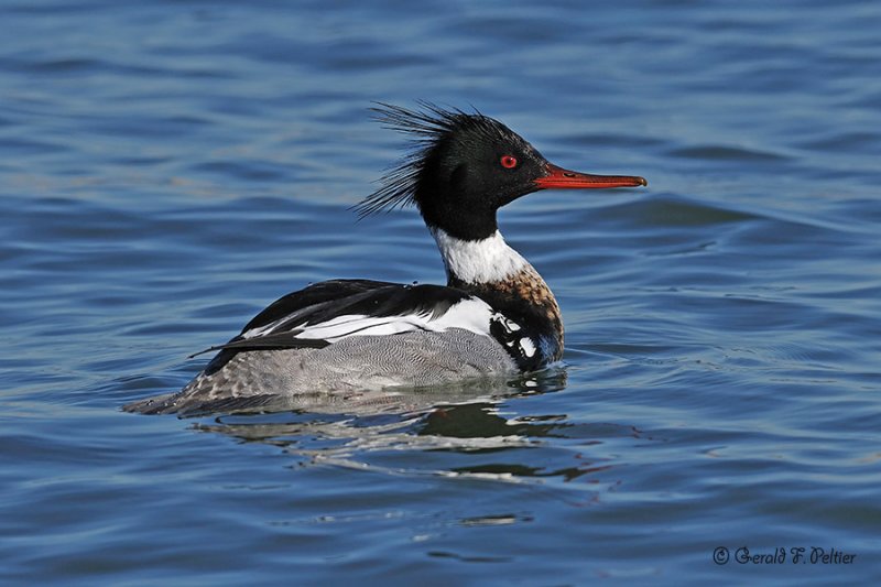  Red - breasted Merganser 5