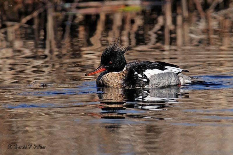  Red - breasted Merganser 17
