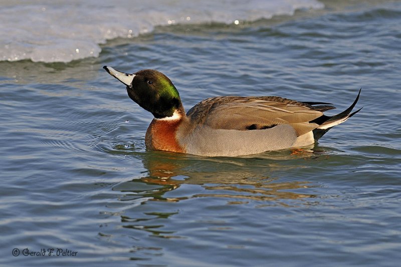  Northern Pintail  X  Mallard ( hybrid )  2