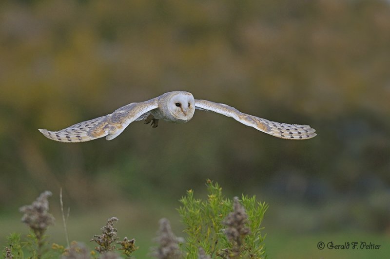  Barn Owl  5  ( captive )