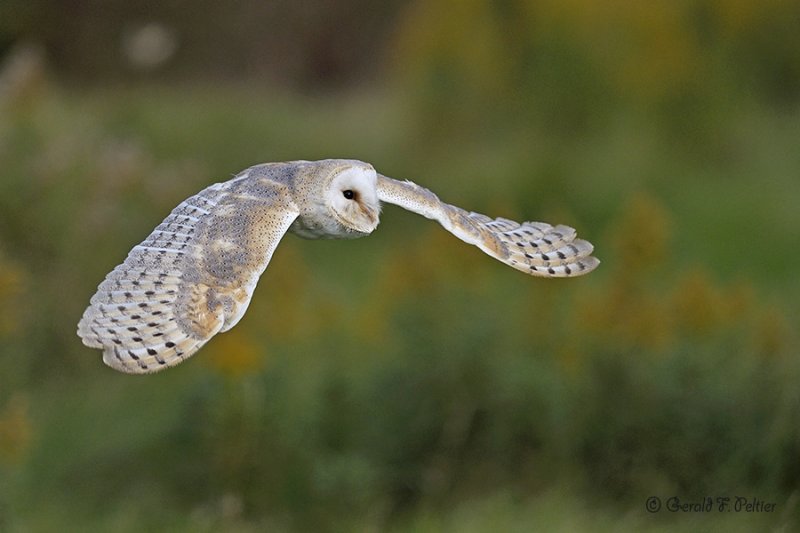  Barn Owl  7  ( captive )