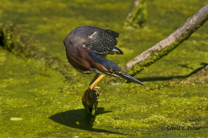  Green Heron  17