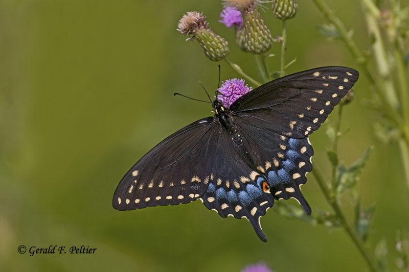  Black Swallowtail