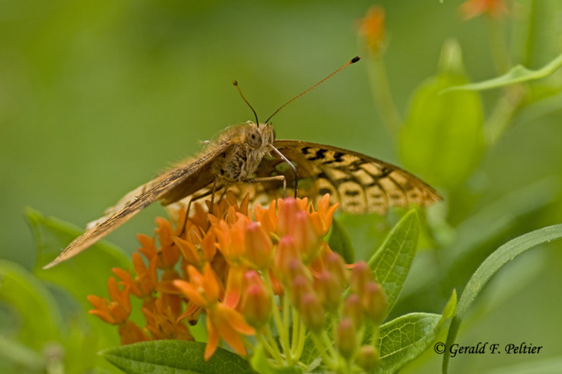  Great Spangled Fritillary   2