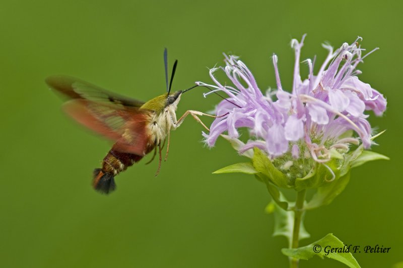   Clear - winged Hummingbird Moth   2