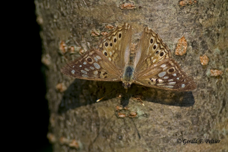 Hackberry Emperor