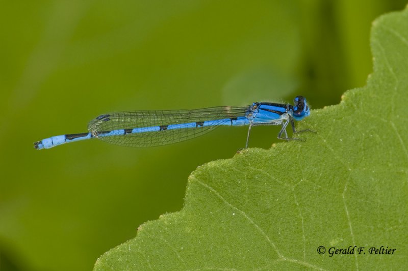 Northern Bluet Damselfly