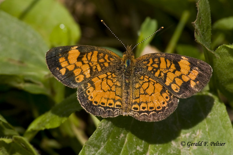  Pearl Crescent 