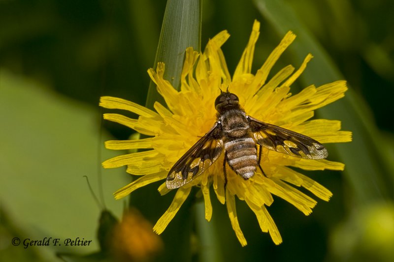 Bee Fly 
