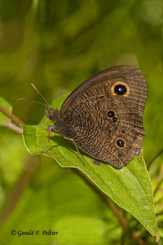 Wood Nymph   ( re - edit )