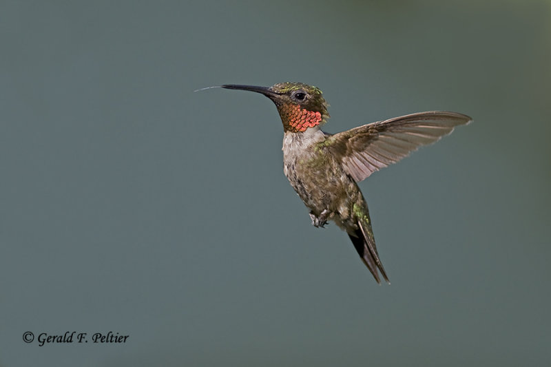   Ruby - throated Hummingbird 
