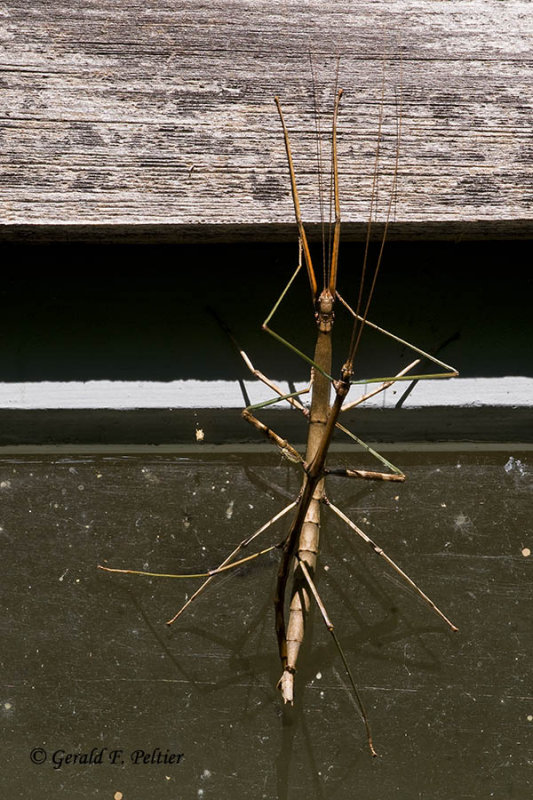   Walking Stick bugs mating   2