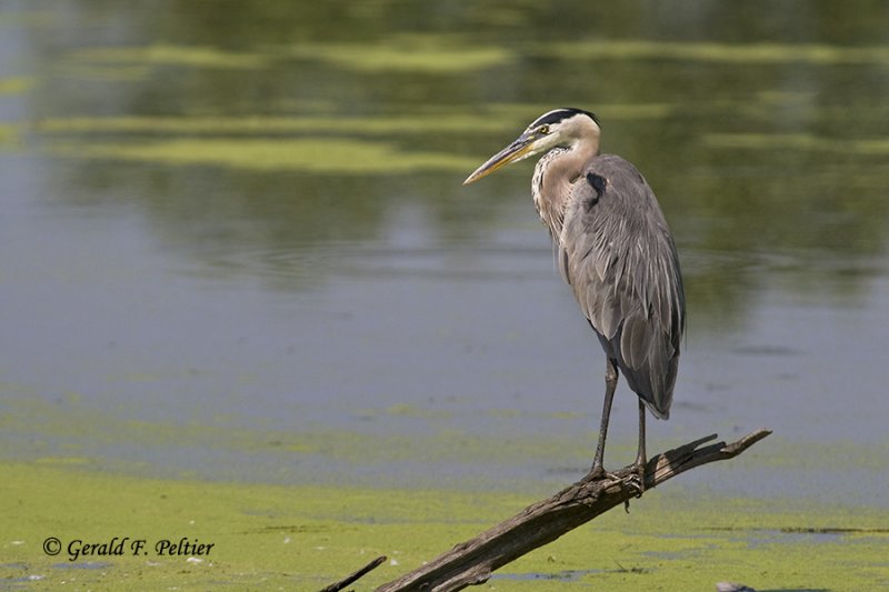   Great Blue Heron   13
