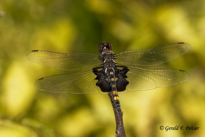   Black Saddlebags Dragonfly
